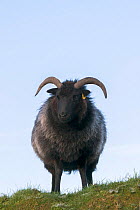 Hebridean sheep, rare breed used in conservation grazing, Caerlaverock Wildfowl and Wetland Trust reserve, Dumfries and Galloway, Scotland, UK, November.