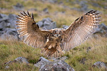 Eurasian eagle owl (Bubo bubo) juvenile landing, Cumbria, UK, August. Captive.