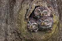 Three Little owls (Athene noctua) looking out of a nest hole, Cumbria, UK, August. Captive.