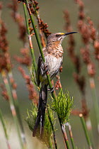 Cape sugarbird (Promerops cafer), Kirstenbosch Botanical Gardens, Cape Town, South Africa, September.