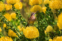 Cape sugarbird (Promerops cafer) among yellow Pincushion (Leucospermum cordifolium) flowers, Kirstenbosch Botanical Gardens, Cape Town, South Africa, September.