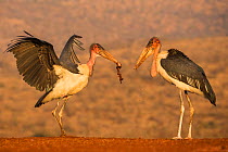 Two Marabou storks (Leptoptilos crumenifer), one with scavenged meat, Zimanga private game reserve, KwaZulu-Natal, South Africa, June.