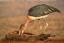 Marabou stork (Leptoptilos crumenifer) scavenging, Zimanga private game reserve, KwaZulu-Natal, South Africa, June.
