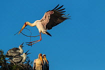 Yellow-billed stork (Mycteria ibis) landing at nest with chicks, carrying nesting material, Chobe River, Botswana, June.