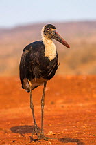 Woolly necked stork (Ciconia episcopus) walking, Zimanga private game reserve, KwaZulu-Natal, South Africa, September.