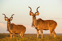 Greater kudu (Tragelaphus strepsiceros) bulls, Addo National Park, Eastern Cape, South Africa, October.