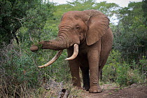 Elephant (Loxodonta africana) bull feeding, Zimanga private game reserve, KwaZulu-Natal, South Africa, June.