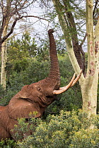 Elephant (Loxodonta africana) bull feeding on fever tree (Vachellia xanthophloea), Zimanga private game reserve, KwaZulu-Natal, South Africa, June.