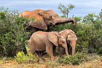 African elephant (Loxodonta africana) woth two calves, Addo National Park, Eastern Cape, South Africa, October.