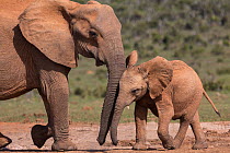 African elephant (Loxodonta africana) with calf, Addo National Park, Eastern Cape, South Africa, October.