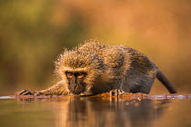 Vervet monkey (Chlorocebus pygerythrus) drinking, Zimanga game reserve, KwaZulu-Natal, South Africa, September.