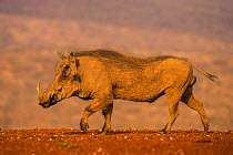 Warthog (Phacochoerus africanus) walking, Zimanga private game reserve, KwaZulu-Natal, South Africa, September.