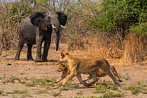 Lioness (Panthera leo) with two cubs, avoiding African elephant (Loxodonta africana), Chobe National Park, Botswana, September.
