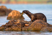 Spotted necked otter (Hydrictis maculicollis) eating Leopard squeaker fish (Synodontis leopardinus), Chobe River, Botswana, September.