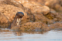 Spotted necked otter (Hydrictis maculicollis), Chobe River, Botswana, September.
