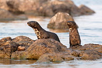 Spotted necked otters (Hydrictis maculicollis), Chobe River, Botswana, September.