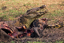 Nile crocodile (Crocodylus niloticus) feeding on Cape buffalo carcass, Chobe River, Botswana, September.