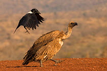 Whitebacked vulture (Gyps africanus) mobbed by Pied crow (Corvus albus), Zimanga private game reserve, KwaZulu-Natal, South Africa, June.