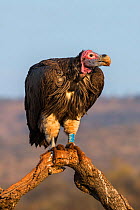 Lappetfaced vulture (Torgos tracheliotos), ringed, Zimanga private game reserve, KwaZulu-Natal, South Africa, June.