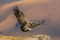 Cape vulture (Gyps coprotheres) landing, Giant's Castle game reserve, KwaZulu-Natal, South Africa, September.
