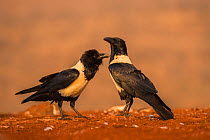 Pied crows (Corvus albus), Zimanga private game reserve, KwaZulu-Natal, South Africa, September.