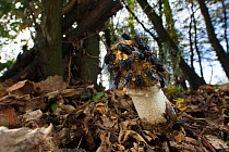 Stinkhorn fungus (Phallus impudicus) covered in flies feeding, Picardy, France, October.
