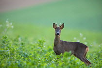 Roe deer (Capreolus capreolus) young male in a field, Yonne, Burgundy, France, October.