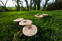 Parasol mushrooms (Macrolepiota procera) in a meadow, Picardy, France, October.