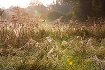 Spider (Araneae) webs on Umbellifers (Apiaceae) Yonne, Burgundy, France, October.