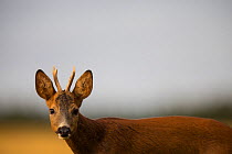 Roe deer (Capreolus capreolus) juvenile male in a field, Burgundy, France, July.
