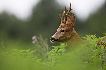 Roe deer (Capreolus capreolus) male amongst vegetation, Yonne, Burgundy, France, July.