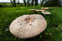 Parasol mushrooms (Macrolepiota procera) in a meadow, Picardy, France, October.