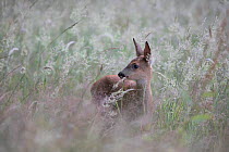 Roe deer (Capreolus capreolus) female in long grass, Yonne, Burgundy, France, July.