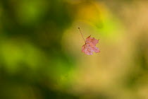 Maple (Acer sp) leaf hanging in the air on a Spider (Araneae) web strand, Picardy, France, October.
