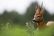 Roe deer (Capreolus capreolus) male, portrait, Burgundy, France, July.