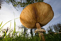 Parasol mushroom (Macrolepiota procera) underside view of gills and ring, growing in a meadow, Picardy France, October.