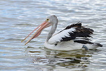 Australian pelican (Pelecanus conspicillatus) on water, Kangaroo Island, Australia