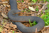 Lowland copperhead snake (Austrelaps superbus)  Tasmania, Australia