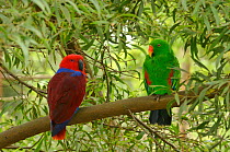Eclectus parrot (Eclectus roratus) female on left and male on right, captive. Captive.