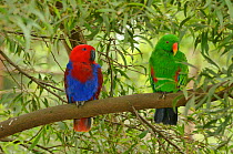Eclectus parrot (Eclectus roratus) female on left and male on right, captive. Captive.