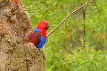 Eclectus parrot (Eclectus roratus) female at nest hollow, captive. Captive.