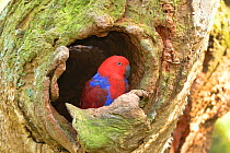 Eclectus parrot (Eclectus roratus) female at nest hollow, captive. Captive.