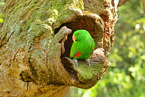 Eclectus parrot (Eclectus roratus) male at nest hole, captive Captive.