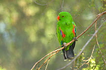 Eclectus parrot (Eclectus roratus) male, captive Captive.