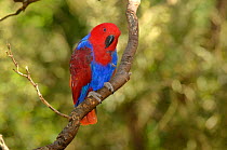 Eclectus parrot (Eclectus roratus) female, captive Captive.