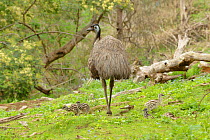Emu (Dromaius novaehollandiae) male with chicks, Victoria, Australia