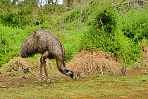 Emu (Dromaius novaehollandiae) male with chicks, Victoria, Australia
