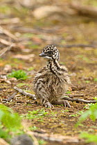 Emu (Dromaius novaehollandiae) chick, Victoria, Australia, October.