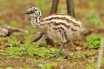 Emu (Dromaius novaehollandiae) chick, Victoria, Australia