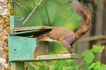 Red squirrel (Sciurus vulgaris) at nut feeder, French Pyrenees, France